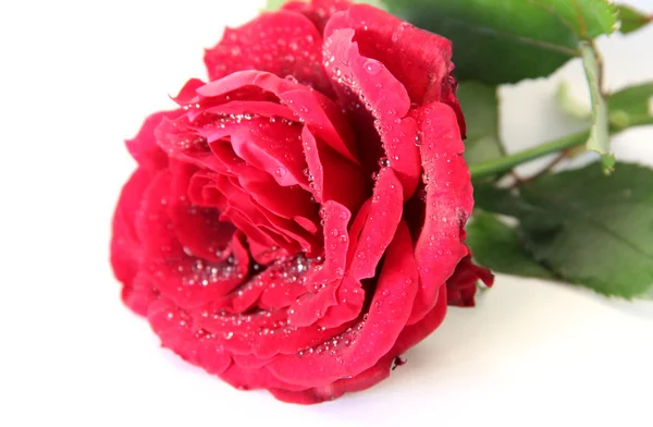 Rote Rose — Stockfoto