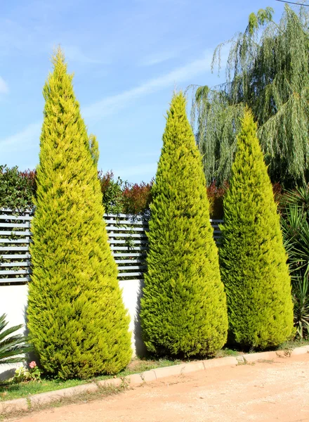 Fence hedge from evergreen plants