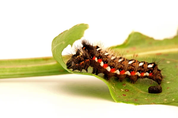 stock image Caterpillar