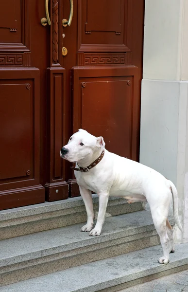 Pes a dveře — Stock fotografie