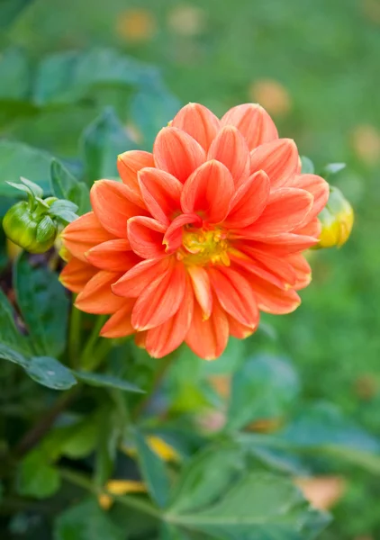 Dahlia orange — Photo