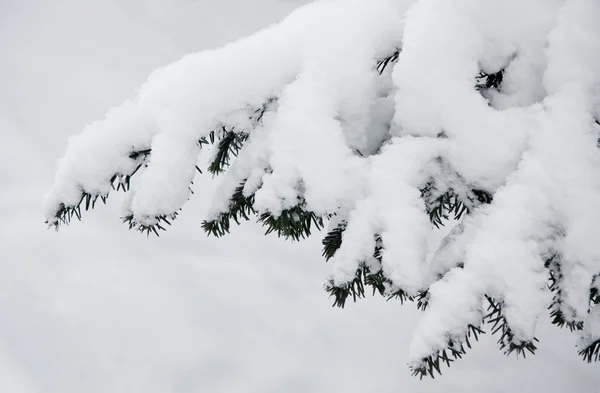 Елка со снегом — стоковое фото