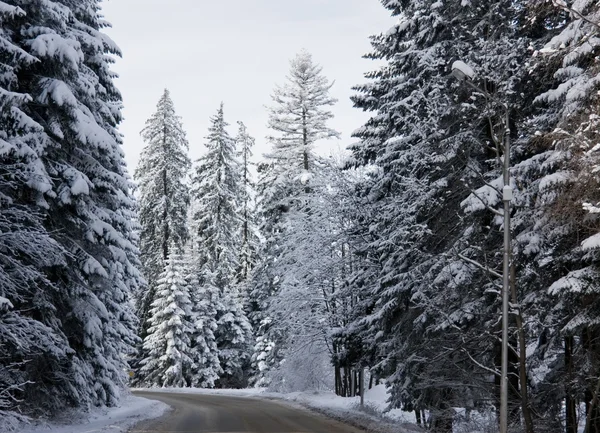 Winter Road — Stock Photo, Image