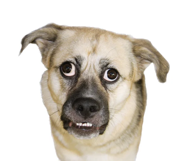 Portrét bílého psa — Stock fotografie