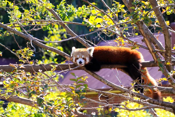 Roter Panda streckt seine Zunge aus, während er auf einem Ast ruht — Stockfoto