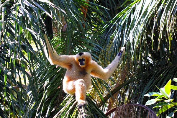 Gibbon de faces brancas do norte feminino — Fotografia de Stock