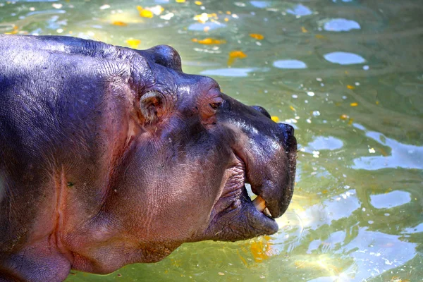 Nijlpaard amphibius eten een pompoen — Stockfoto