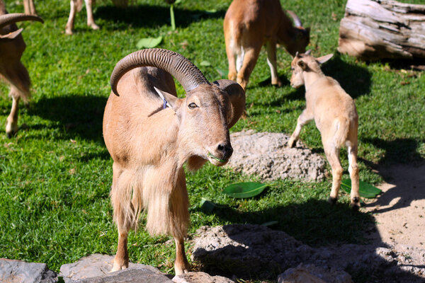 Herd of Barbary Sheep eating leaves (Ammotragus lervia)