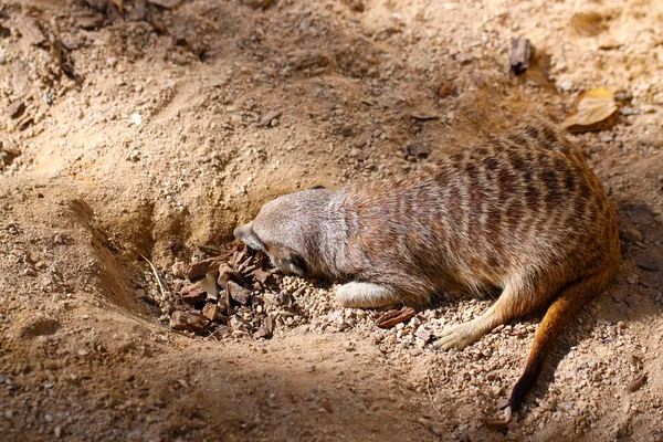 Meerkat (Suricate) καμουφλαρισμένη σε βρωμιά - Suricata suricatta — Φωτογραφία Αρχείου