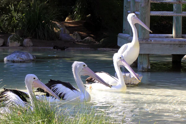 Vier Australische pelikanen zwemmen/standing in een rij - Pelecanus — Stockfoto