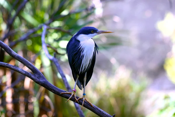 Pied Czapla, zwany także srokaty Czapla, rodowitym ptaka z Australii - — Zdjęcie stockowe