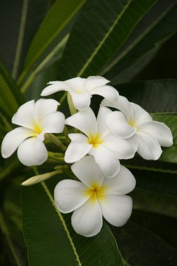 Paradise plumeria. Flowers of Borneo. clipart