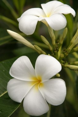 cennet plumeria. Borneo çiçekler.