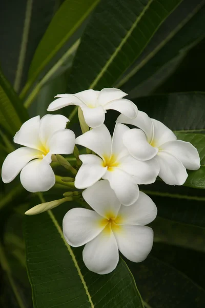 Cennet plumeria. Borneo çiçekler. — Stok fotoğraf