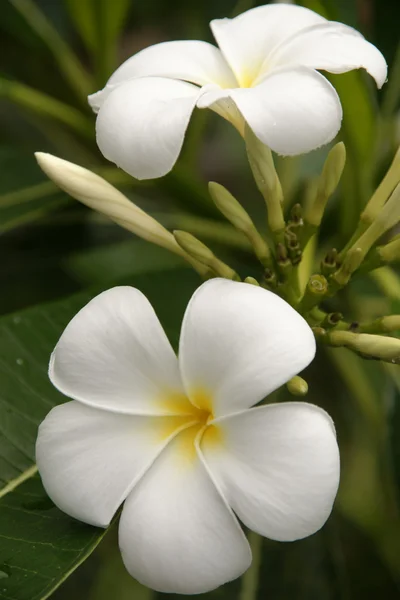 Paradijs plumeria. bloemen van borneo. — Stockfoto