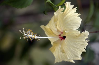 cennet kelebekler. hibiskus Borneo.