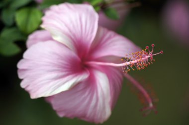 cennet kelebekler. hibiskus Borneo.