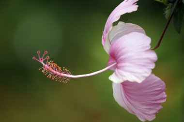 cennet kelebekler. hibiskus Borneo.