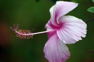 cennet kelebekler. hibiskus Borneo.