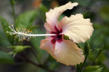 cennet kelebekler. hibiskus Borneo.