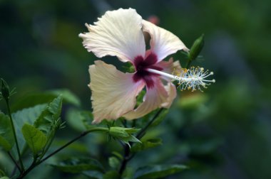 cennet kelebekler. hibiskus Borneo.