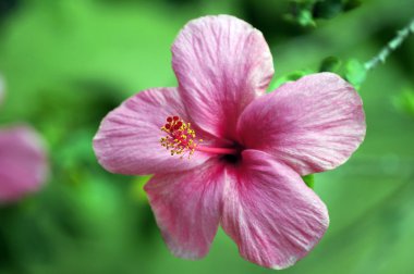 cennet kelebekler. hibiskus Borneo.