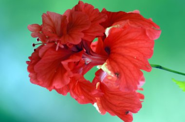 cennet kelebekler. hibiskus Borneo.