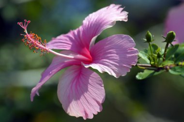 cennet kelebekler. hibiskus Borneo.