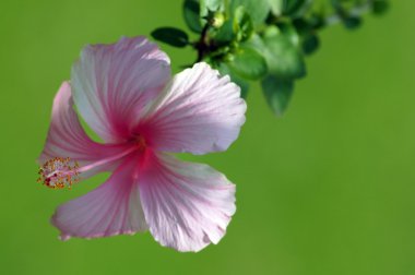 cennet kelebekler. hibiskus Borneo.