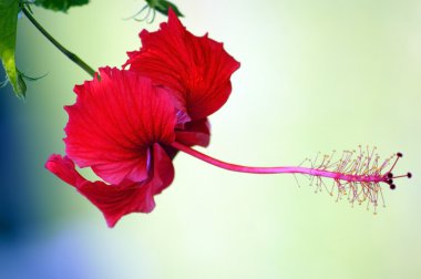 cennet kelebekler. hibiskus Borneo.