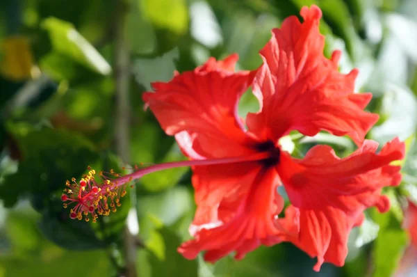 楽園の蝶。ボルネオ島の hibiskus. — ストック写真