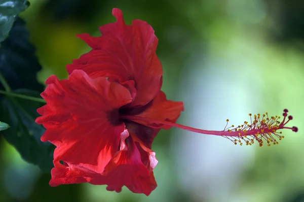 天堂蝴蝶。婆罗洲 hibiskus. — 图库照片