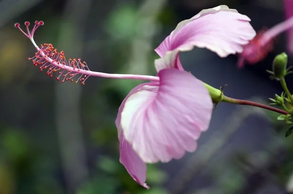 Mariposas del paraíso. Hibiskus de Borneo . — Foto de Stock
