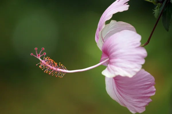 Farfalle del Paradiso. Ibisco del Borneo . — Foto Stock