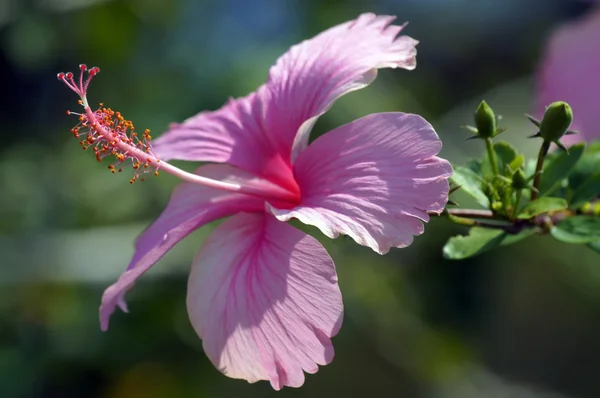 Borboletas do paraíso. Hibisco de Bornéu . — Fotografia de Stock