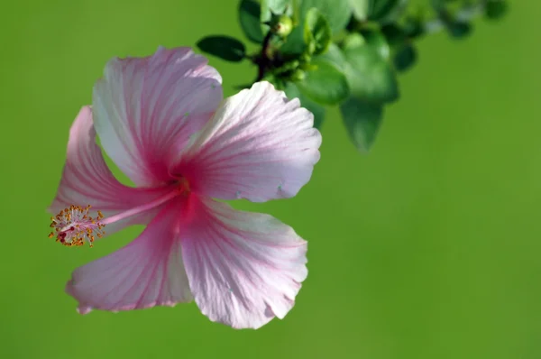 楽園の蝶。ボルネオ島の hibiskus. — ストック写真