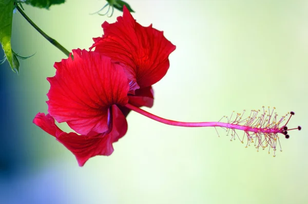 파라다이스 나비입니다. 보르네오의 hibiskus. — 스톡 사진