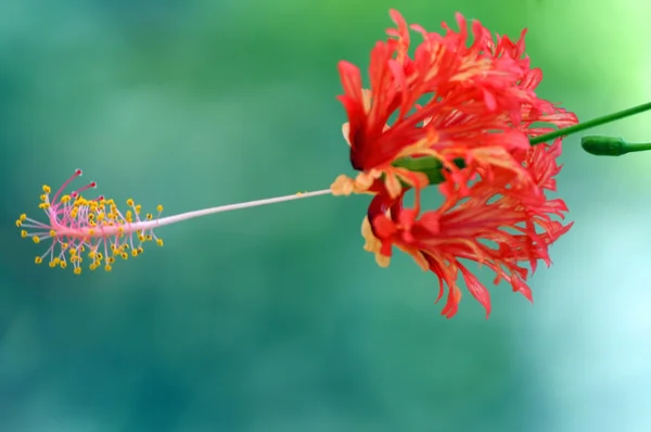 天堂蝴蝶。婆罗洲 hibiskus. — 图库照片