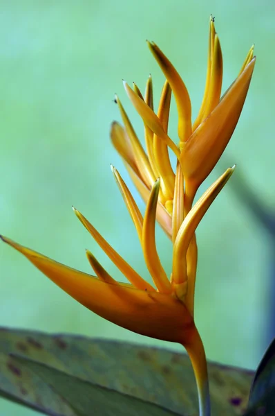 파라다이스 나비입니다. 보르네오의 strelitzia. — 스톡 사진