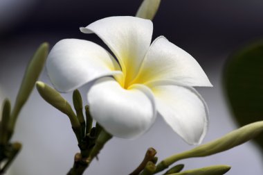 cennet frangipani. Borneo çiçekler.