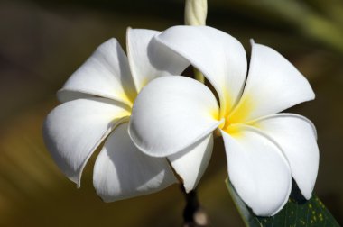 Paradise frangipani. Flowers of Borneo. clipart