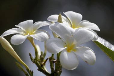 Paradise frangipani. Flowers of Borneo. clipart