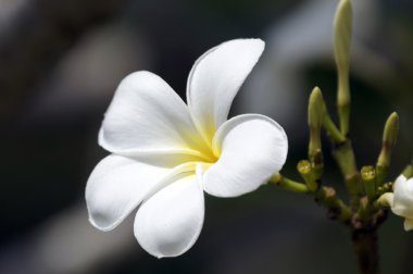 Paradise frangipani. Flowers of Borneo. clipart