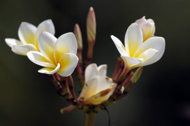 cennet frangipani. Borneo çiçekler.