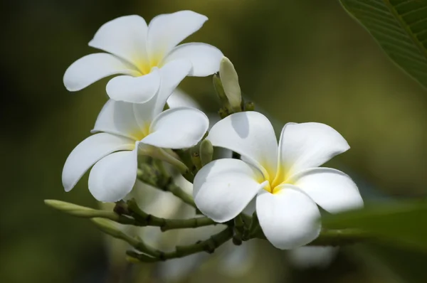 Cennet frangipani. Borneo çiçekler. — Stok fotoğraf