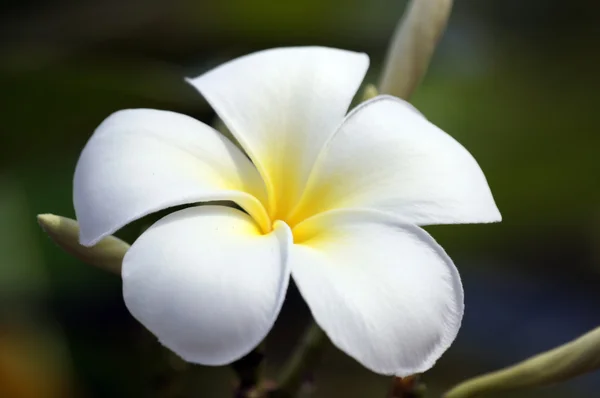 Paradijs frangipani. bloemen van borneo. Stockafbeelding