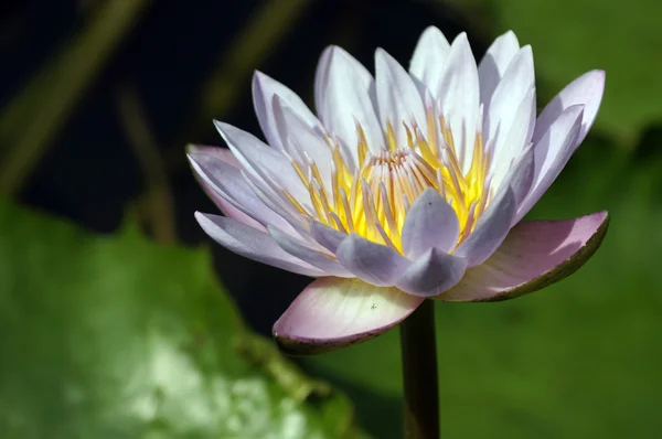 Nimphea. Water lily of Borneo. — Stock Photo, Image