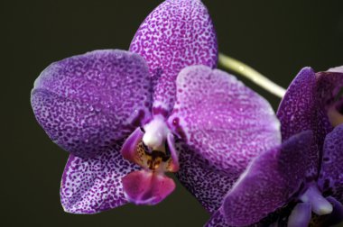 Orchids of Borneo. clipart