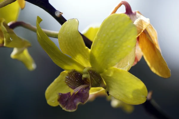 Borneo-Orchideen. — Stockfoto