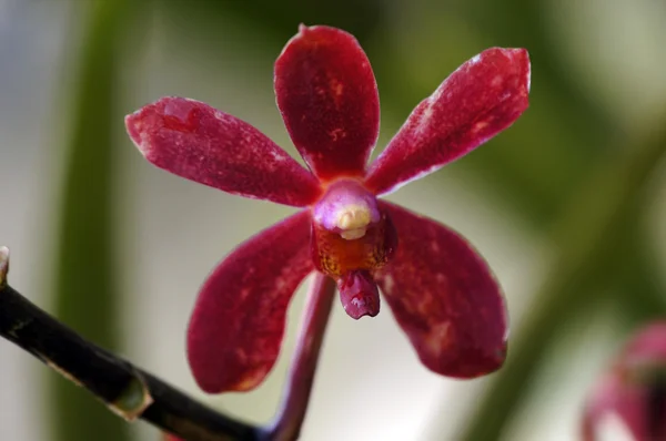 Orchideje Borneo. — Stock fotografie